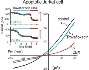 IV and Time course of Trovan on Apoptotic Jurkat